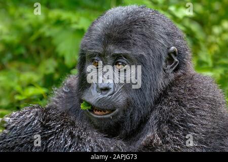 Giovane gorilla di montagna, Bwindi, Uganda Foto Stock