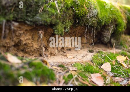 dettaglio di un terreno podzolo con topsoil visibile e strati eluibili Foto Stock