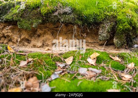 dettaglio di un terreno podzolo con topsoil visibile e strati eluibili Foto Stock