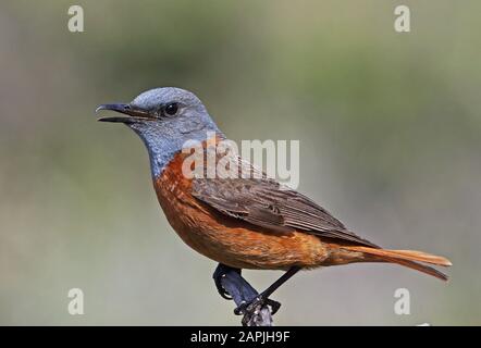 Cape Rock-thrush (Monticola rupestris) adulto maschio arroccato su twig costa sud morto, Sud Africa novembre Foto Stock