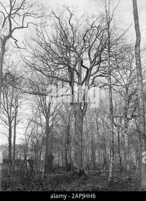Alberi, castelli, quercia, Maurick Data: Undicated luogo: Noord-Brabant, Vught Parole Chiave: Alberi, castelli Nome personale: Oak, Maurick Foto Stock