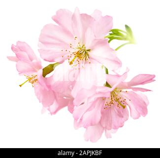 Studio isolamento di delicati fiori di ciliegio rosa brillante in formato quadrato Foto Stock