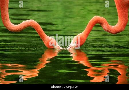 Immagine simmetrica di 2 fenicotteri rosa con i loro colli si riflette sull'acqua Foto Stock