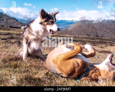 Due cani che giocano sull'erba e una splendida vista delle montagne e di uno sci blu Foto Stock