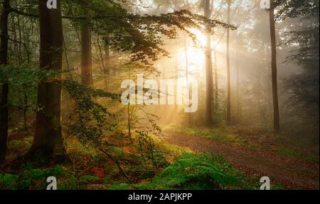 Raggi d'oro di luce del sole che cadono in una foresta misty Foto Stock