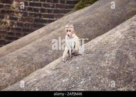 Baby Toque Macaque su una roccia, Sri Lanka. Foto Stock