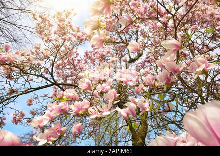 Scenario primaverile con fioriture di magnolia soleggiate su un albero su cielo blu chiaro Foto Stock