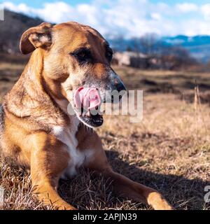 Bel cane marrone e divertente sdraiato in erba leccando il naso con una vista sulle montagne dietro Foto Stock