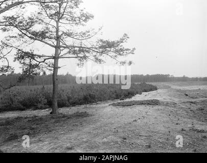 Forest Faces, ginkel Data: Parole Chiave non date: Forest Faces Nome personale: Ginkel Foto Stock