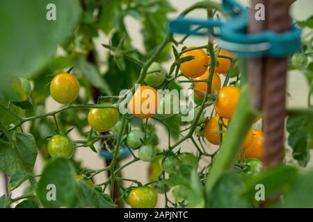 piccoli pomodori gialli e ancora immaturi verdi sull'arbusto in giardino in estate Foto Stock