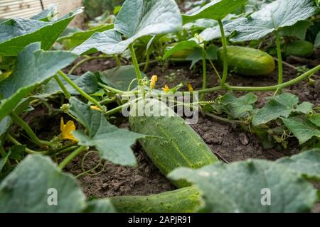 cetrioli verdi coltivati in casa nel giardino crescono nel letto a terra Foto Stock