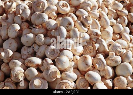 Funghi bianchi esposti sul mercato Foto Stock
