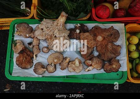 Grandi funghi selvatici marroni esposti sul mercato Foto Stock