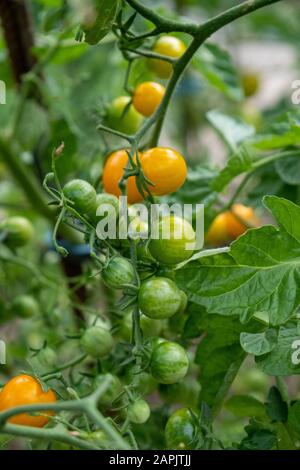 piccoli pomodori gialli e ancora immaturi verdi sull'arbusto in giardino in estate Foto Stock