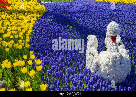 Concetto di giardino con cigni di fiori, giacinti viola e tulipani Foto Stock