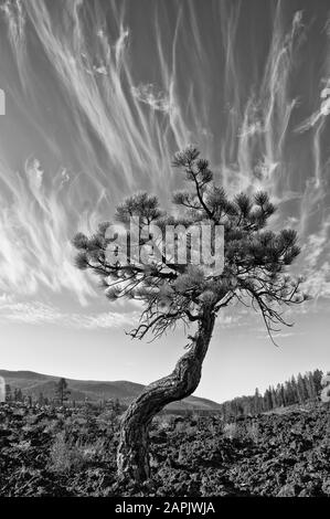 Pino A Lava Cast Forest, Newberry National Volcanic Monument, Oregon. Foto Stock