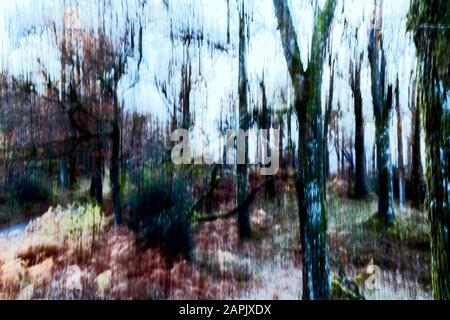 riassunto degli alberi presi con movimento intenzionale della macchina fotografica Foto Stock