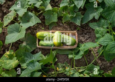 cetrioli verdi appena raccolti in un cesto in un letto di piante di cetriolo Foto Stock
