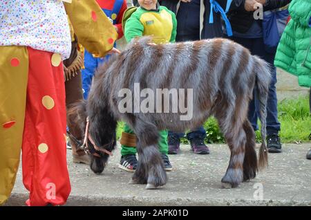 Cavallo come zebra per il Carnevale Foto Stock