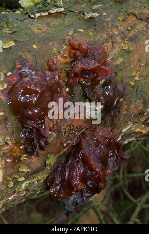 Funghi sottili e rotanti su un albero caduto in inverno Foto Stock