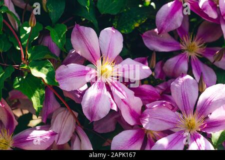 Clematis rosa fiori fiore sfondo Foto Stock