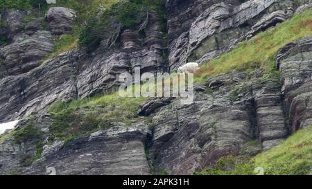 una capra di montagna si nutre sopra una scogliera vicino al ghiacciaio grinnell presso il parco nazionale del ghiacciaio in montana, stati uniti Foto Stock