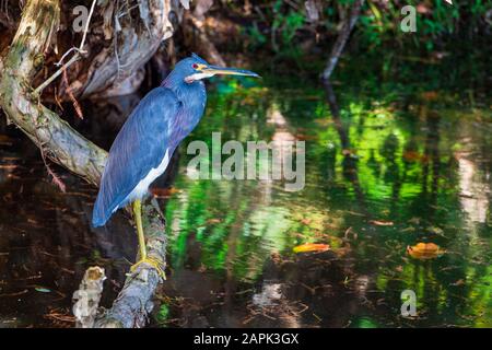 Airone tricolore (Egretta tricolore) su un ramo di albero di corteccia di carta - Robbins Preserve, Davie, Florida, USA Foto Stock