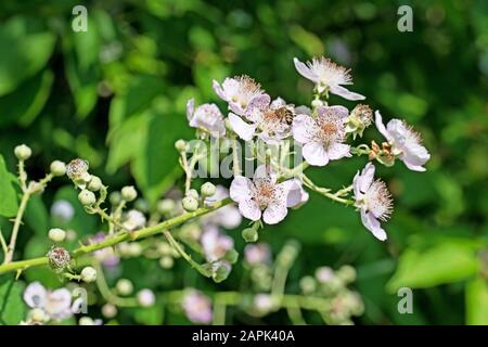 Mirtilli fioriti, Rubus sectio Rubus Foto Stock