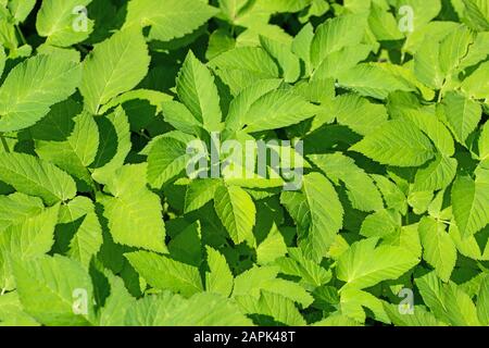 Giersch foglie, Aegopodium podagraria, primo piano Foto Stock