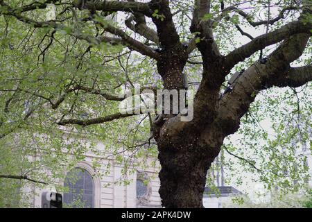 Albero con foglie verdi giovani con ghirlanda LED sullo sfondo di un bel vecchio edificio Foto Stock