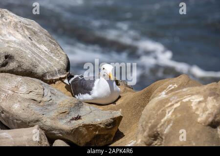 Gabbiano di mare seduto tra le rocce a la Jolla Cove a San Diego, California Foto Stock