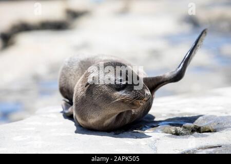 Carino Sea Lion Pup con bolla di fronte al suo snout / bocca e ondeggiante con un flipper Foto Stock