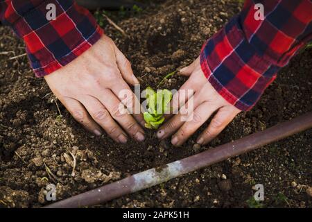 Giovane donna che fa giardinaggio urbano il giorno di sole in primavera Foto Stock