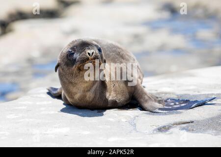 Carino Sea Lion Pup con bolla di fronte al suo snout / bocca Foto Stock