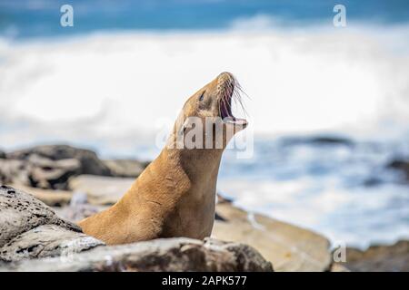 Madre femmina Sea Lion che chiama per il suo bambino cucciolo mentre si siede sulle rocce di la Jolla Cove a San Diego, California Foto Stock