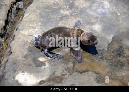 Baby Seal Lion pup a la Jolla Cove vicino a San Diego sulle rocce Foto Stock