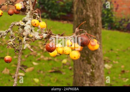 Una vista ravvicinata della mela di granchio Micus X Zumi 'ornet d'oro' cluster sul ramo dell'albero in autunno e inizio a marcire Foto Stock