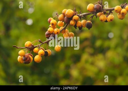 Una vista ravvicinata della mela di granchio Micus X Zumi 'ornet d'oro' cluster sul ramo dell'albero in autunno e inizio a marcire Foto Stock