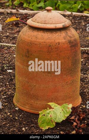 Un'immagine di una terracotta, rabarbaro che costringe pentola con un coperchio per incoraggiare un raccolto di rabarbaro precoce Foto Stock