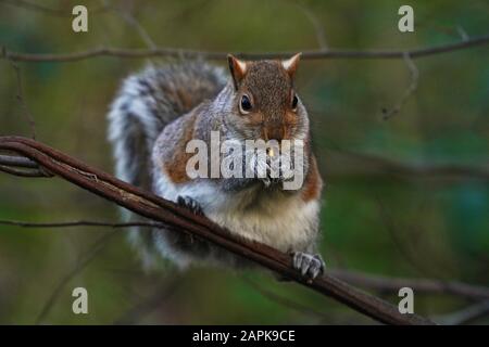 Grigio Squirrel-Sciurus carolinensis feeds. Inverno. Foto Stock