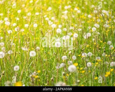 prato con dandelions in una giornata di sole. dandelions in primavera. dandelions flowering closeup Foto Stock