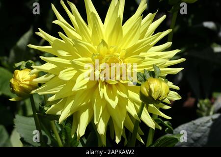 Dahlia INLAND DYNASTY (AASC) Introdotto nel 1992. 12' fioriture giallo brillante su una pianta robusta forte. Uno dei più grandi dahlias di cactus intorno. Foto Stock