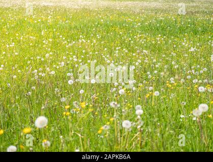 prato con dandelions in una giornata di sole. dandelions in primavera. dandelions flowering closeup Foto Stock