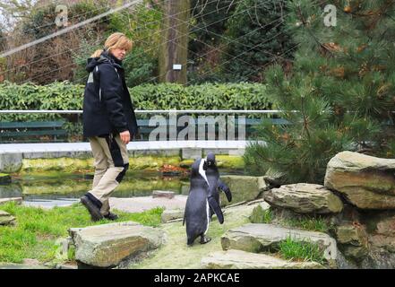 Zoo di Anversa, nel centro della città, uno dei più antichi parchi animali del mondo, fondato nel 1843, in Belgio, nel Nord Europa Foto Stock