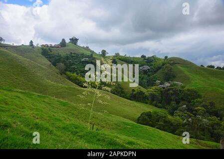 Lussureggiante paesaggio verde in la Caretera "caffè zona' Filandia, Colombia Foto Stock