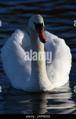 Mute Swan Linlithgow Loch Foto Stock