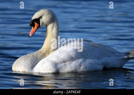 Mute Swan Linlithgow Loch Foto Stock