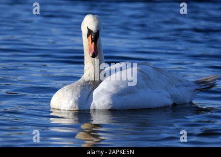 Mute Swan Linlithgow Loch Foto Stock