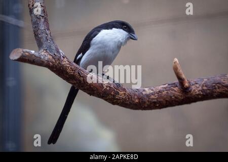 ritratto di swallow carino sul ramo Foto Stock