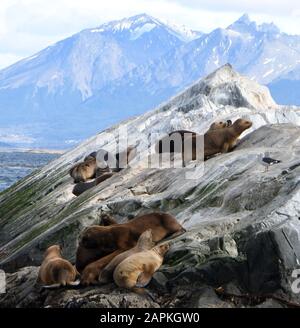 Ushuaia, Argentina. 4th marzo 2019. Leoni marini sono sulle rocce nel canale di Beagle Lunedi 4 marzo 2019. Ushuaia, la città più meridionale del mondo, è il punto di partenza per molte spedizioni ad Antartica. E' delimitata dalla catena montuosa Martial e dal canale di Beagle. Le navi da crociera commerciali, le navi da crociera passeggeri e le navi da escursione giornaliere attraccano nel porto. Credit: Mark Hertzberg/Zuma Wire/Alamy Live News Foto Stock